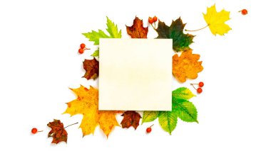 Sonbahar yaprağı dokusu. Renkli kuru yapraklar, sonbahar kompozisyonu kırmızı böğürtlen beyaz arka planda izole. Doğal detayların bileşimi