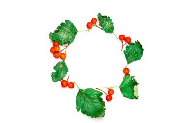 Akçaağaç yaprağı sonbaharı. Kurumuş yeşil yapraklar, beyaz arka planda izole edilmiş turuncu meyveli Rowanlar. Düz konum, üst görünüm, kare, kopyalama alanı.