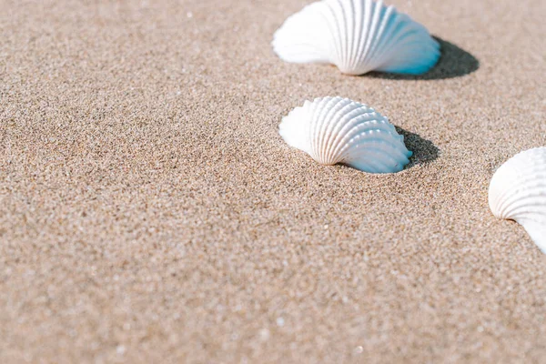 Плакат летнего отдыха с ракушками, морскими звездами на фоне песчаного океана. Концепция летних каникул и рекламы продуктов. — стоковое фото