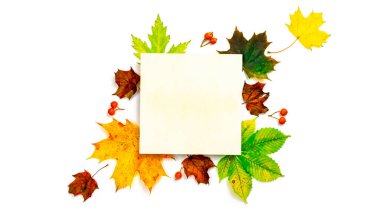 Yaprak sonbaharı. Renkli kuru yapraklar, sonbahar kompozisyonu kırmızı böğürtlen beyaz arka planda izole. Şablon güz hasadı Şükran Günü Cadılar Bayramı davetiye kartları.