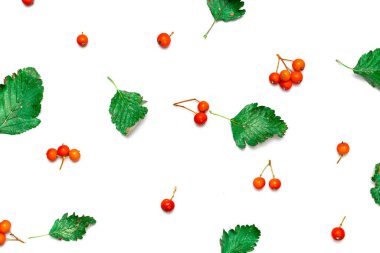 Soyut sonbahar. Yeşil kurumuş yapraklardan yapılmış çerçeve, beyaz arka planda izole edilmiş portakal meyveleri. Balkabaklarının şenlikli sonbahar dekoru