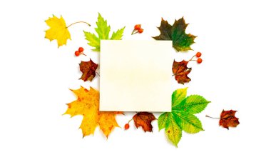 Sonbahar yaprakları düşer. Kurumuş yeşil yapraklar, sarı yapraklar ve kırmızı böğürtlenler beyaz arka planda izole edilmiş ve mesaj için boş alan var. Yaratıcı Üst Görünüm düz sonbahar kompozisyonu
