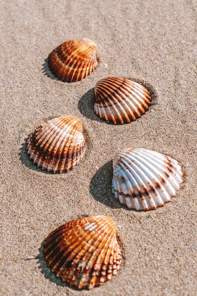Summer Concept Background Seashells Shells Sand Tropical Sea Beach Design — Stock Photo, Image