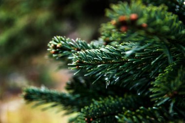 Firavun dalları. Noel ağacı yakın.