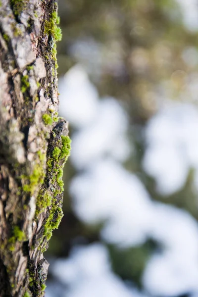 Bahçedeki ya da ormandaki ağaçta yeşil yosun var.