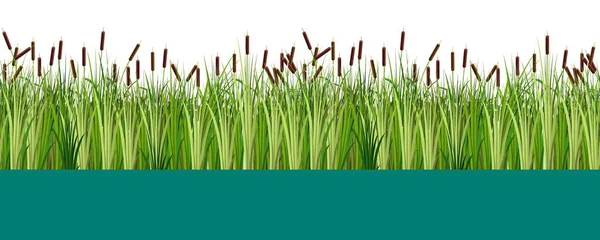 Vector reed ve cattail bitkileri gölde ya da bataklık suyunda dikişsiz desen. Düz vektör çizimi beyaz arkaplanda izole edildi