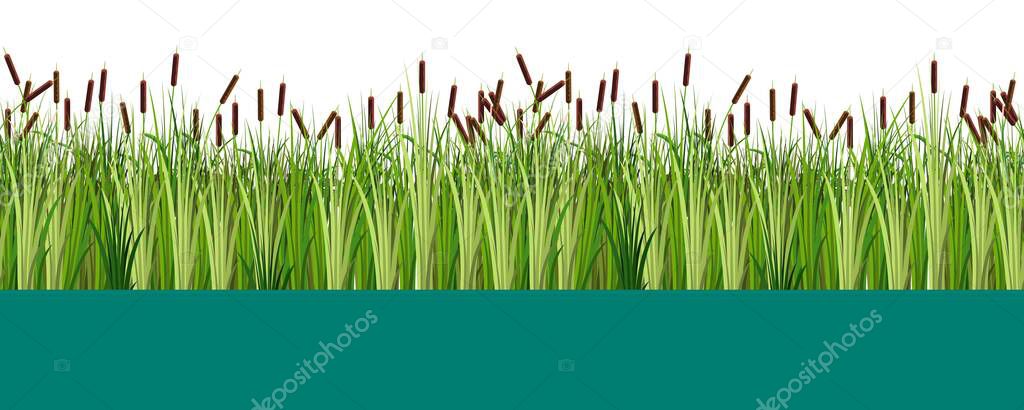 Vector reed and cattail plants in the lake or swamp water seamless pattern. Flat vector illustration isolated on white background