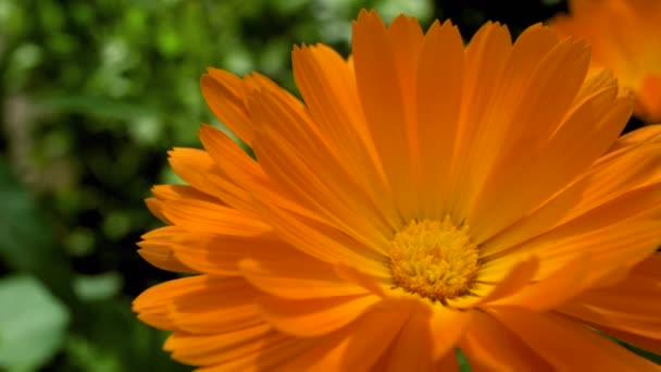 Kadife Çiçeği Calendula Çiçeği Çiçekli Turuncu Kadife Çiçeği Rüzgarda Sallanıyor — Stok video
