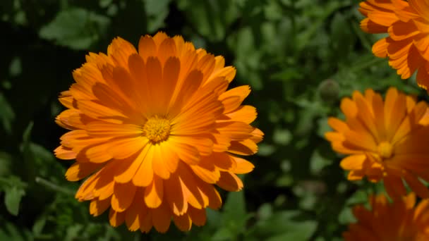 玛丽戈尔德花 金盏花开花 盛开的橙子在风中摇曳 靠近点有选择的重点 大自然的背景 春天的概念 — 图库视频影像