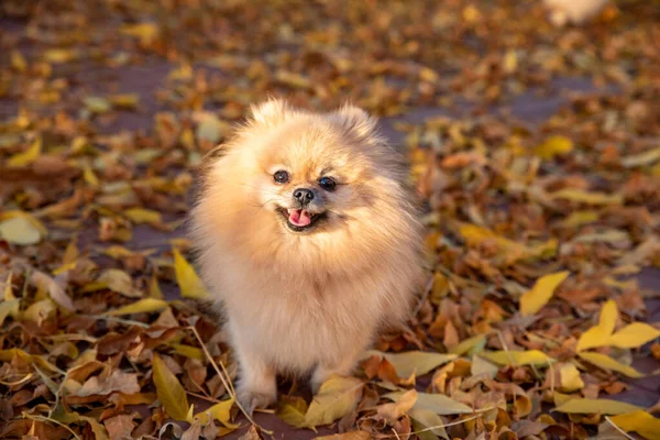 Şirin Pomeranya tükürüğü, sonbahar parkında sarı yaprakların üzerinde yürüyor. — Stok fotoğraf