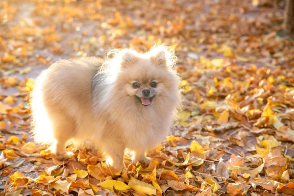 Pequeño spitz pomeraniano lindo camina sobre hojas amarillas en un parque de otoño. Pomeranian spitz para dar un paseo por el parque de otoño. Perro en la calle. — Foto de Stock