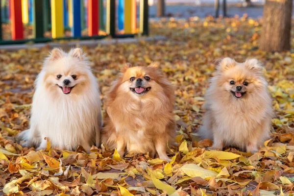 Lindo pomeranian spitz Familia de perros paseos en hojas amarillas en un parque de otoño — Foto de Stock