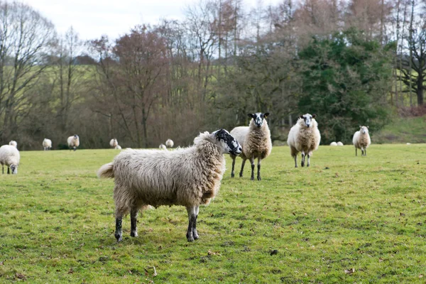 Овцы в поле — стоковое фото
