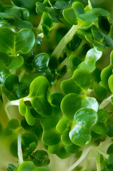 Salad Cress of background — Stock Photo, Image