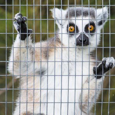 Lemur (lemur catta) kafes içinde.