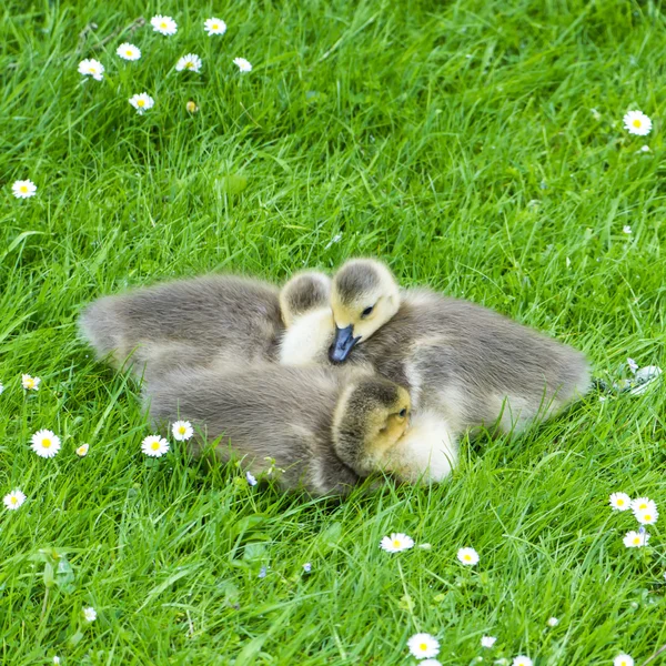 Pocos ganso joven acostado en la hierba — Foto de Stock