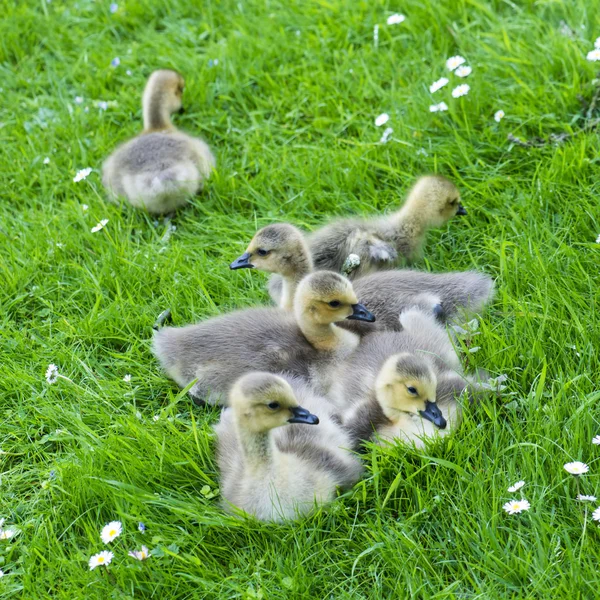 躺在草地上的几个雏鹅 — 图库照片