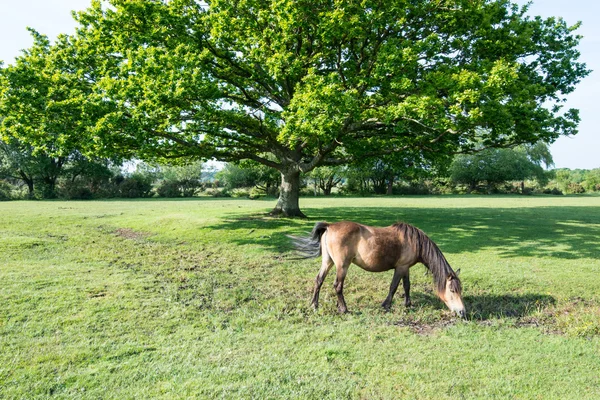Wild horses in new forest — Stock Photo, Image