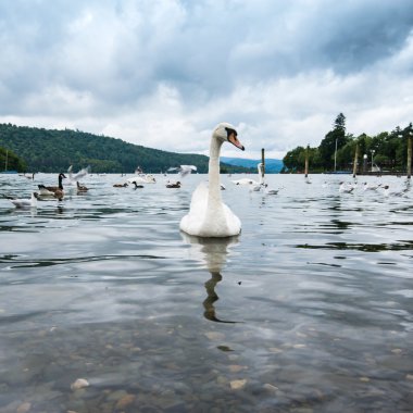 Lake Windermere Gölü bölgesinde