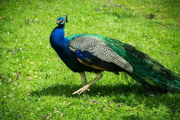 Blue peafowl on green background — Stock Photo, Image