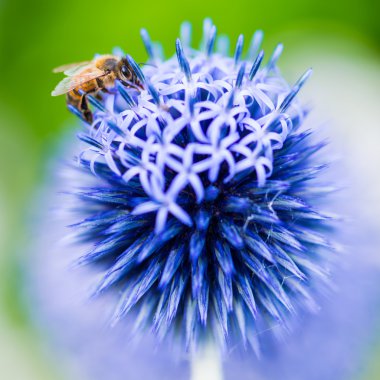 Echinops ritro