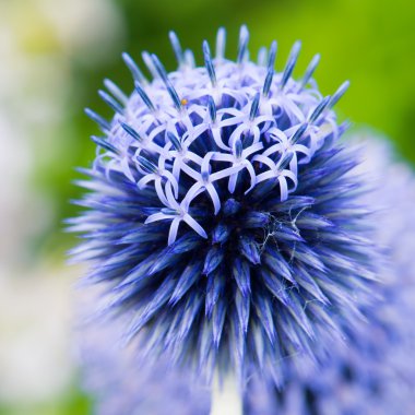 Echinops ritro