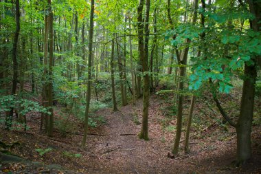 sonbahar orman manzarası