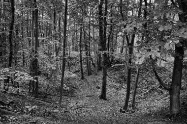 sonbahar orman manzarası