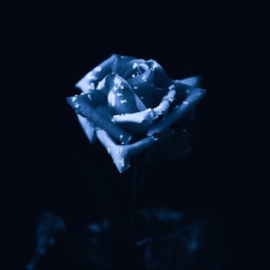 siyah üzerine izole gül