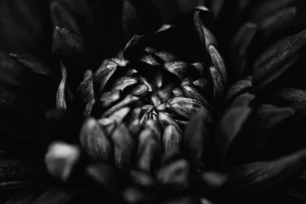 Bela Dahlia preto e branco — Fotografia de Stock