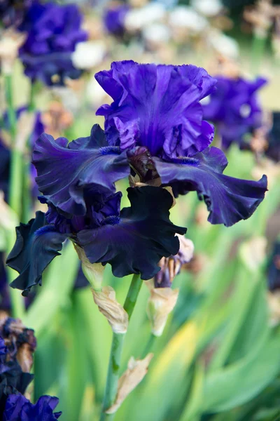 Gros plan sur les fleurs d'iris — Photo