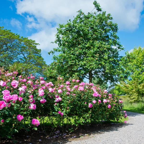 Garden with beautiful roses — Stock Photo, Image