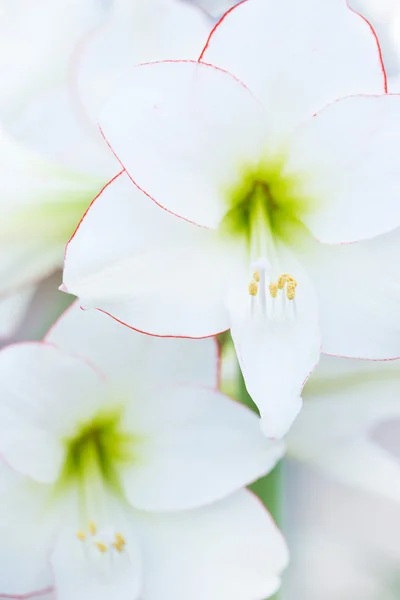 Lilly flower with soft fokus — Stock Photo, Image