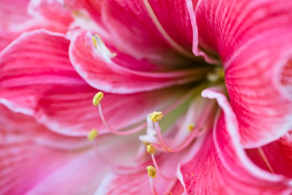 Lilienblüte mit sanftem Fokus — Stockfoto