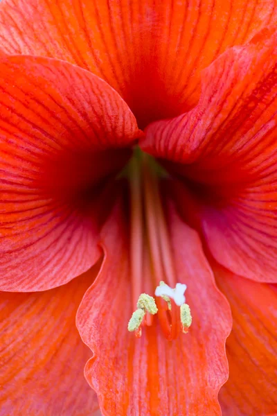 Lilienblüte mit sanftem Fokus — Stockfoto