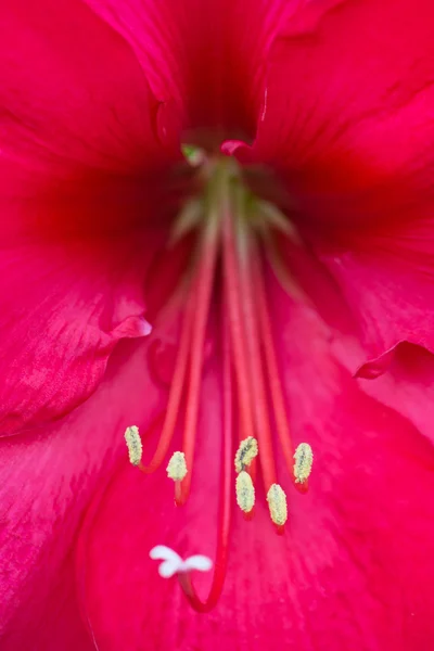 Lilienblüte mit sanftem Fokus — Stockfoto
