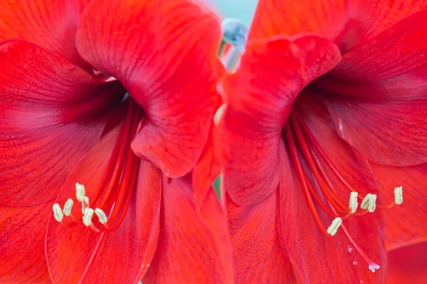 Lilienblüte mit sanftem Fokus — Stockfoto