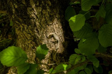 Ağaçta oturan yeşil orman kertenkelesi. Vahşi kertenkele yeşili