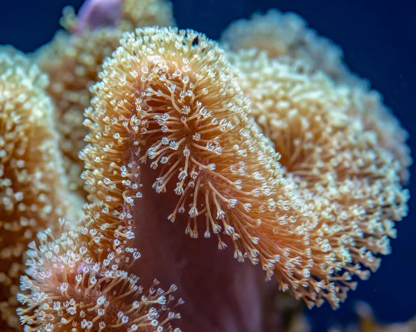 Primer plano de blanco, pólipos de piel en forma de estrella de sauce llorón, corales suaves. — Foto de Stock