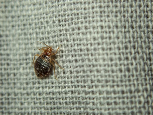 Bed bug crawling on the sheet. Household parasite. Close-up photo