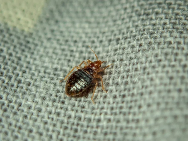 Bed bug crawling on the sheet. Household parasite. Close-up photo