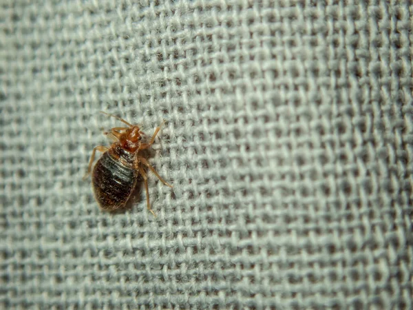 Cimice che striscia sul lenzuolo. Parassita domestico. Close-up foto — Foto Stock