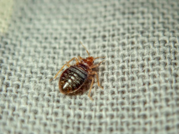 Cimice che striscia sul lenzuolo. Parassita domestico. Close-up foto — Foto Stock