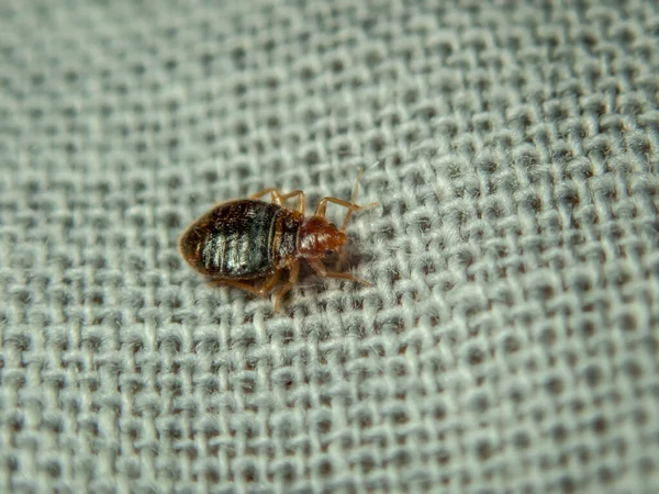 Cimice che striscia sul lenzuolo. Parassita domestico. Close-up foto — Foto Stock