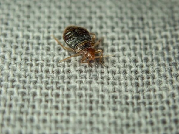 Cimice che striscia sul lenzuolo. Parassita domestico. Close-up foto — Foto Stock