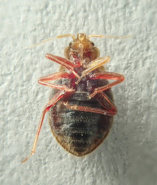 Cimice su uno sfondo chiaro. Parassita domestico. Close-up foto — Foto Stock