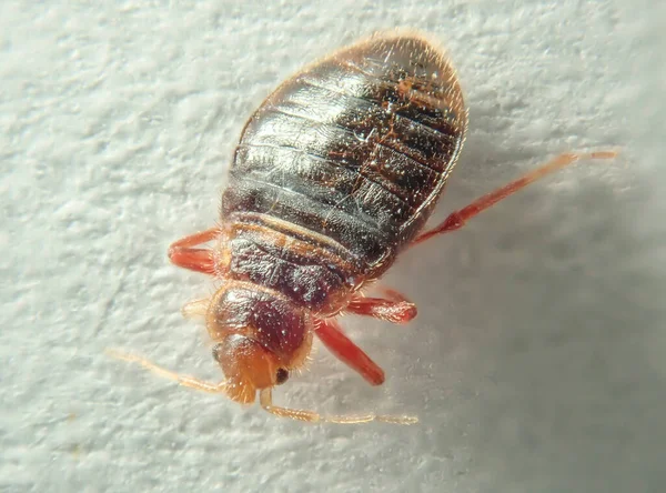 Cimice su uno sfondo chiaro. Parassita domestico. Close-up foto — Foto Stock