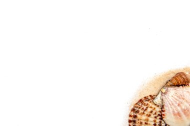 Beyaz arka planda izole edilmiş kumlu deniz kabukları.