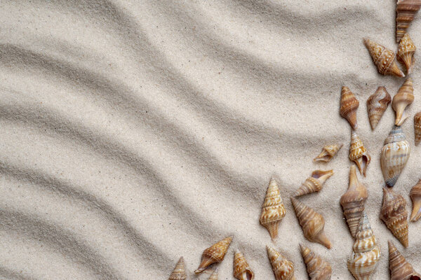 Seashells on the sand. Summer beach background. View from above. Flat lay