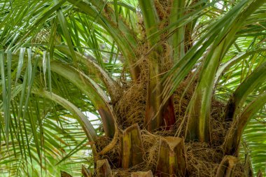 Palmiye ağacının alt manzarası. Yaz dönemi. Yatay fotoğraf